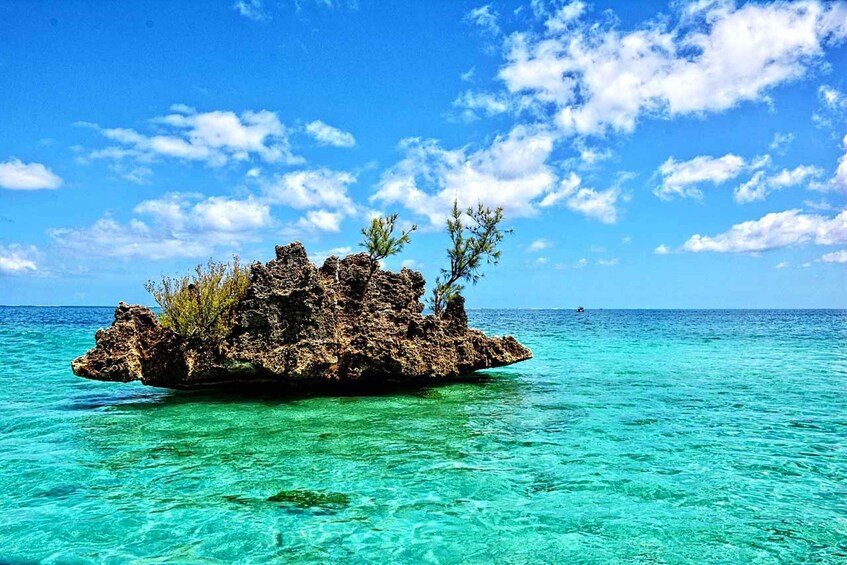 Picture 29 for Activity Mauritius: Private Swim with Dolphins on Benitiers Island