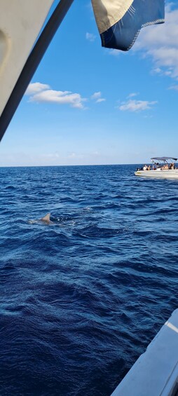 Picture 10 for Activity Mauritius: Private Swim with Dolphins on Benitiers Island