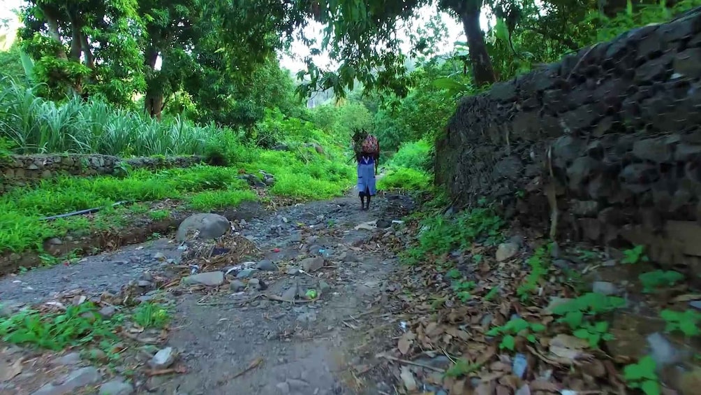 Picture 9 for Activity Hiking: From Serra Malagueta to Ribeira Principal