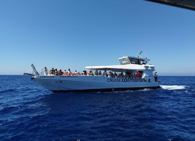 Picture 3 for Activity From Palma: 3-Hour Morning Dolphin Watching Boat Tour