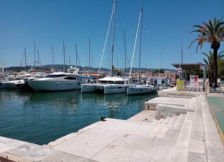 Picture 14 for Activity From Palma: 3-Hour Morning Dolphin Watching Boat Tour