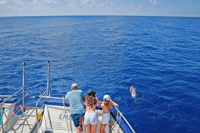 Picture 8 for Activity From Palma: 3-Hour Morning Dolphin Watching Boat Tour