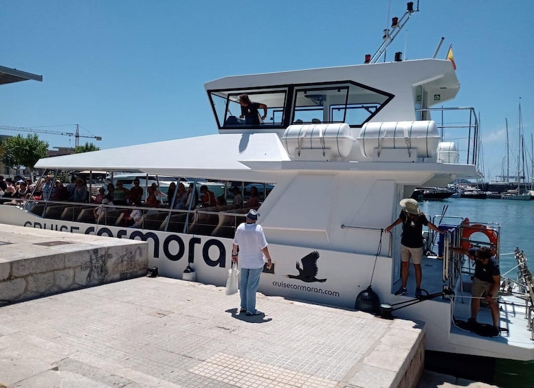 Picture 15 for Activity From Palma: 3-Hour Morning Dolphin Watching Boat Tour