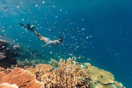 Airlie Beach: Outer Barrier Reef Snorkeling Day Trip