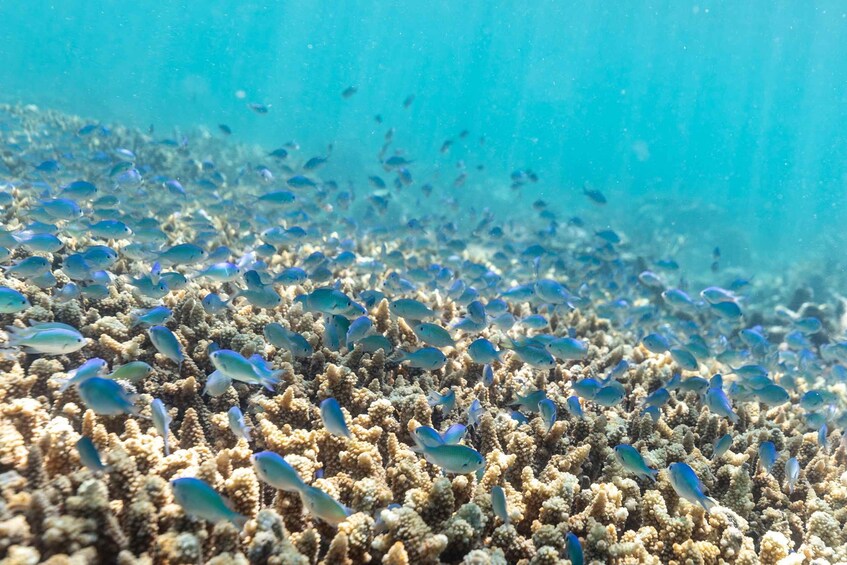 Picture 6 for Activity Airlie Beach: Outer Barrier Reef Snorkeling Day Trip