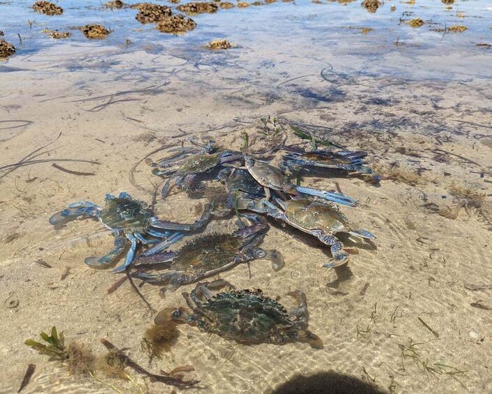 Picture 2 for Activity Yorke Peninsula: Catch n Cook Blue Swimmer Crab Experience