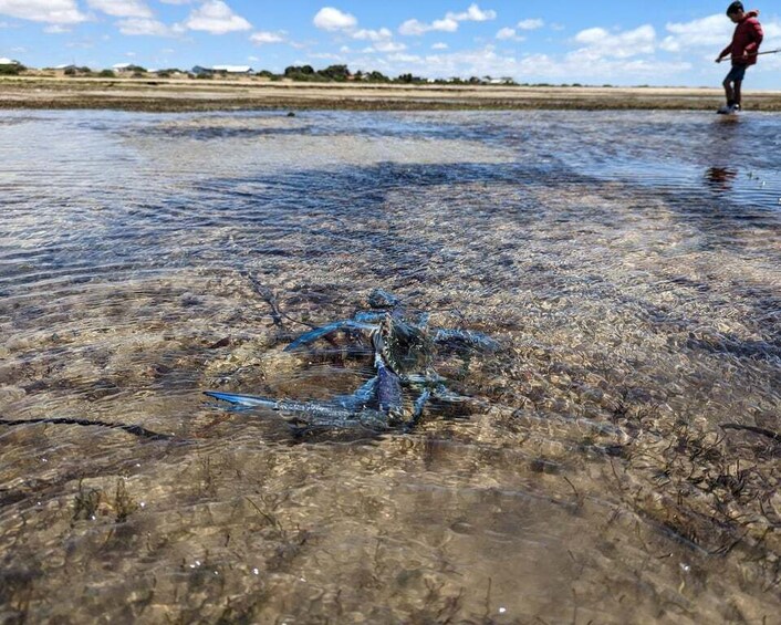 Picture 1 for Activity Yorke Peninsula: Catch n Cook Blue Swimmer Crab Experience