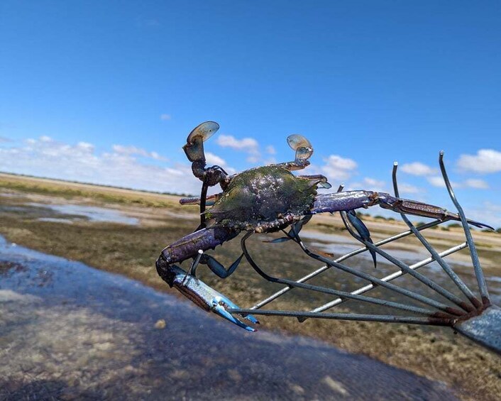 Yorke Peninsula: Catch n Cook Blue Swimmer Crab Experience