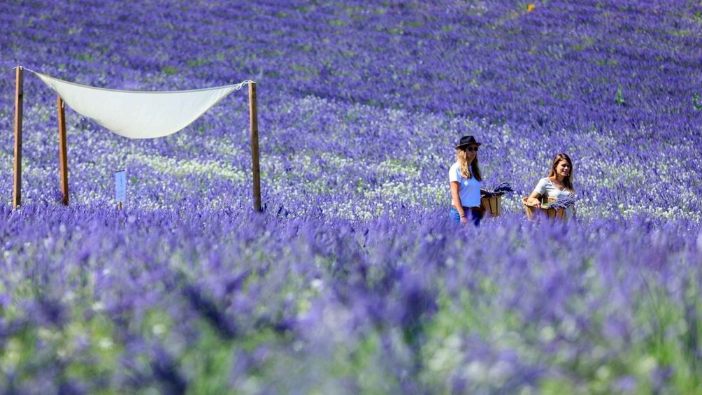 Aix-en-Provence: Lavender Fields Visit