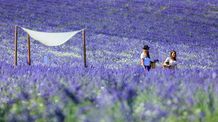 Aix-en-Provence: Lavender Fields Visit