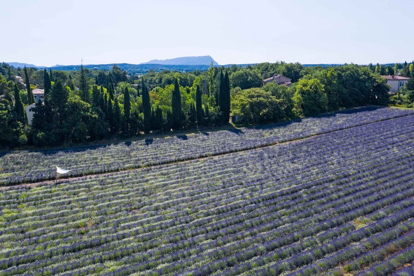 Picture 1 for Activity Aix-en-Provence: Lavender Fields Visit