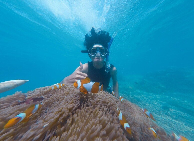 Snorkeling at Dibba Rock By Boat