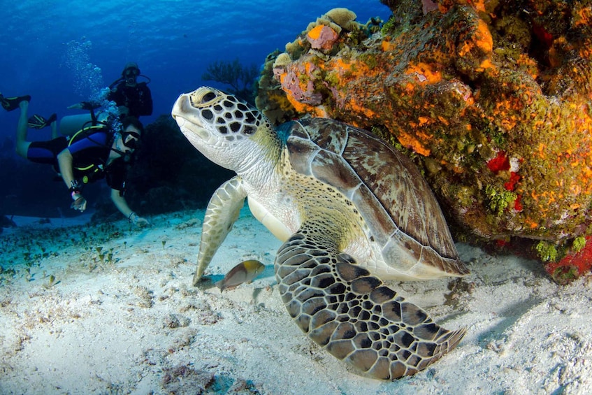 Picture 4 for Activity Snorkeling at Dibba Rock By Boat