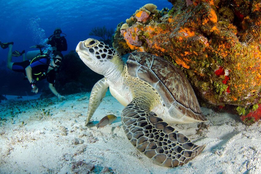 Picture 4 for Activity Snorkeling at Dibba Rock By Boat