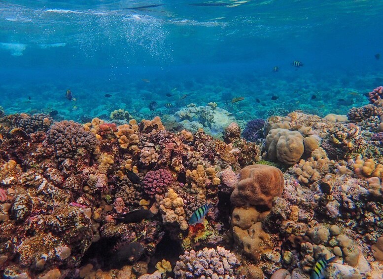 Picture 3 for Activity Snorkeling at Dibba Rock By Boat