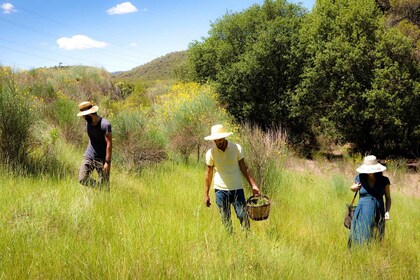 Wild walk: discover the local wild flora