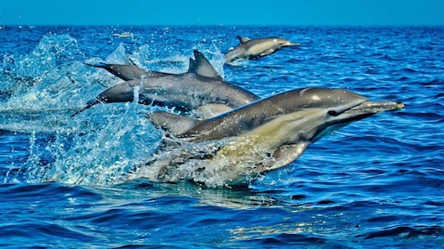 Dolphin Tour, Kuza Cave, Blue Lagoon, The Rock Restaurant