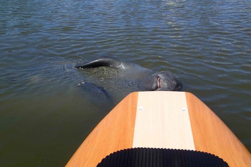 Picture 1 for Activity Osprey: Guided Dolphin and Manatee SUP or Kayaking Tour