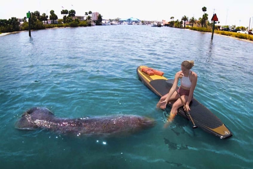 Picture 2 for Activity Osprey: Guided Dolphin and Manatee SUP or Kayaking Tour