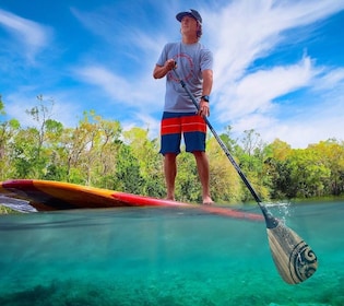 Osprey: Guided Dolphin and Manatee SUP or Kayaking Tour