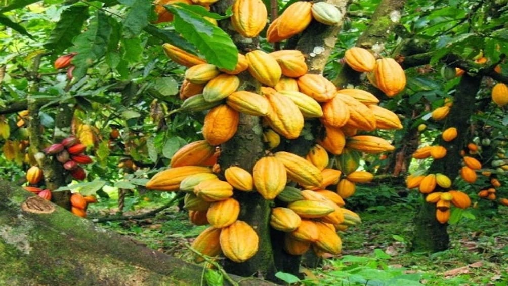 Picture 3 for Activity Tour to The Boti falls and the Umbrella Rock