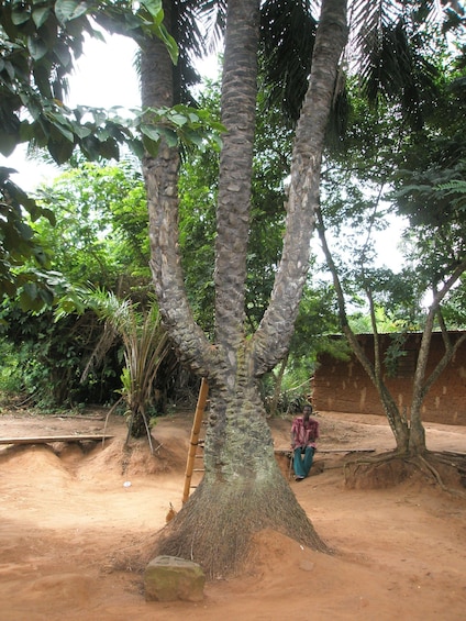 Picture 1 for Activity Tour to The Boti falls and the Umbrella Rock