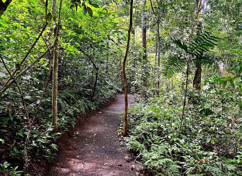 Picture 4 for Activity Self Guided Nature Hike with Ocean View Photo spots in Jaco