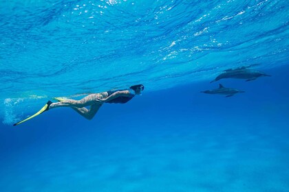 El Gouna: Dolphin Watching Boat Tour with Snorkeling & Lunch