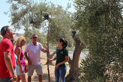 Olive Oil Mill Guided Tour With Tasting