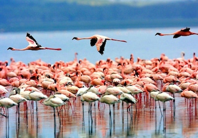 Moshi: safari de campamento de 4 días en Serengeti y Ngorongoro