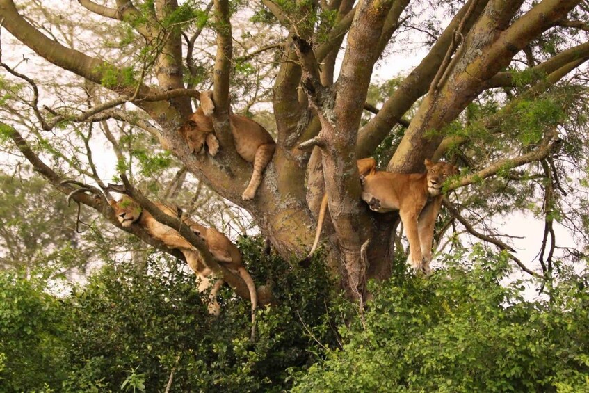 Picture 3 for Activity Moshi: Serengeti and Ngorongoro 4 Days Camping Safari