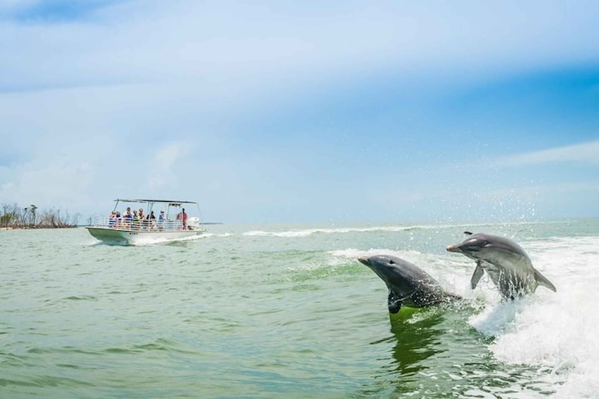 Marco Island: Dolphin-Watching Boat Tour