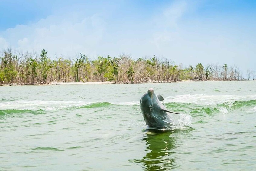 Picture 3 for Activity Marco Island: Dolphin-Watching Boat Tour