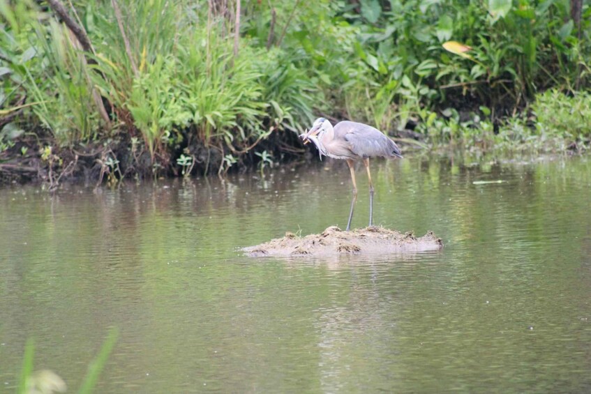 Picture 10 for Activity New Orleans: 10 Passenger Airboat Swamp Tour