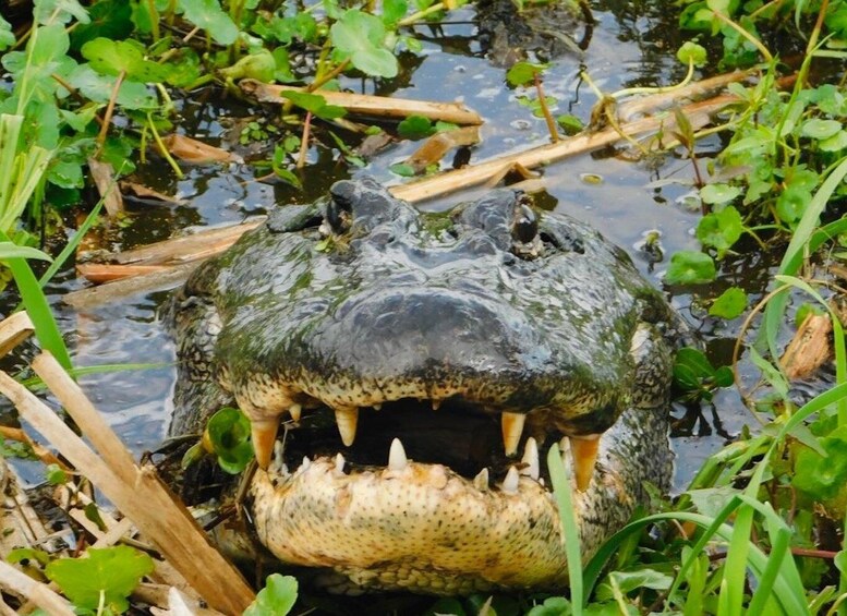 Picture 1 for Activity New Orleans: 10 Passenger Airboat Swamp Tour