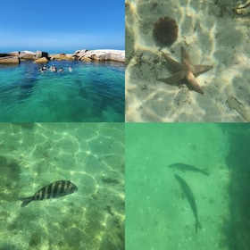 St Pete Beach: Private Boat tour for watersports snorkelling