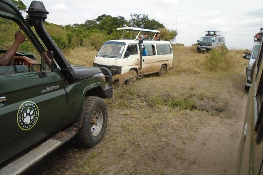 African Wildlife & Nature - 5 Kenya national parks - 6 day Jeep Safari