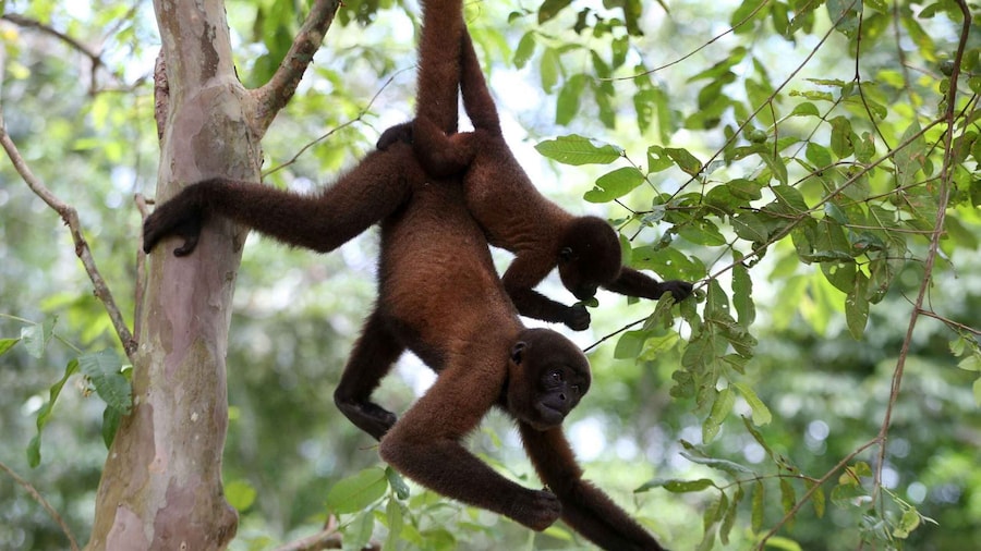 Full day monkey island tour