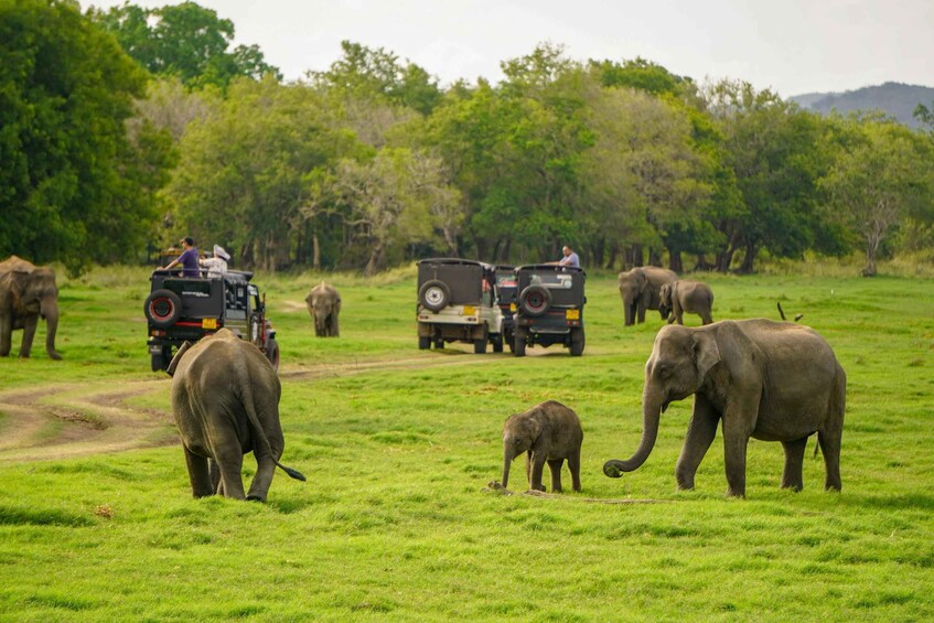 Sigiriya: Minneriya National Park Half Day Private Safari