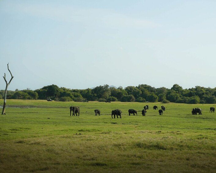 Picture 7 for Activity Minneriya National Park Half Day Sri Lanka Jeep Safari