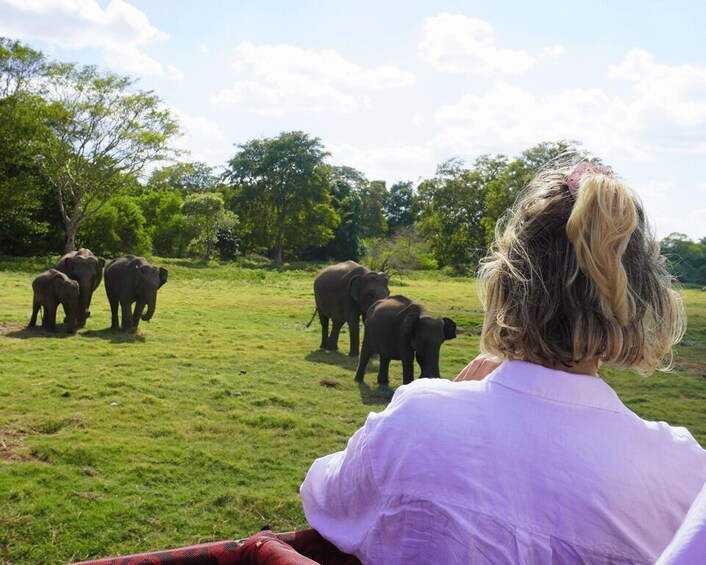 Picture 5 for Activity Minneriya National Park Half Day Sri Lanka Jeep Safari