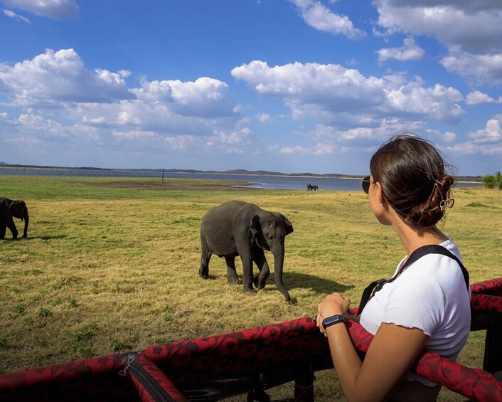Picture 8 for Activity Minneriya National Park Half Day Sri Lanka Jeep Safari
