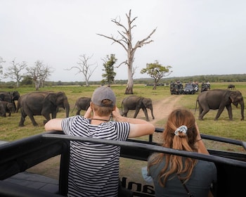 Minneriya National Park Half Day Sri Lanka Jeep Safari