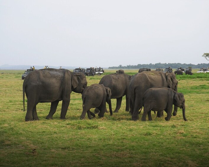 Picture 1 for Activity Minneriya National Park Half Day Sri Lanka Jeep Safari