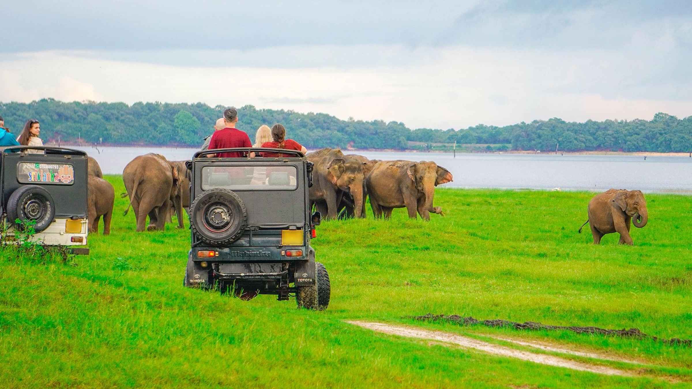 Kaudulla: Exclusive Wildlife Safari with Expert Guide