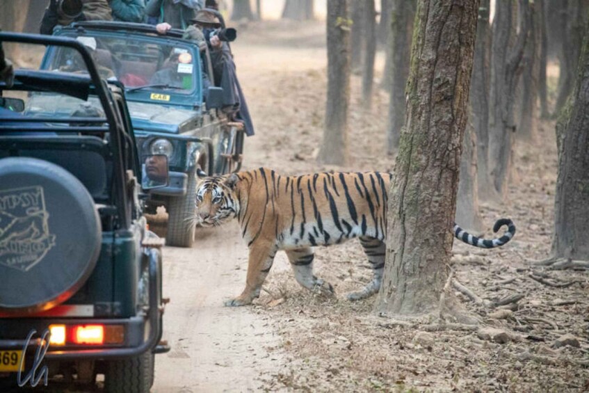 Picture 2 for Activity Sawai Madhopur: Ranthambore Guided Safari Trip