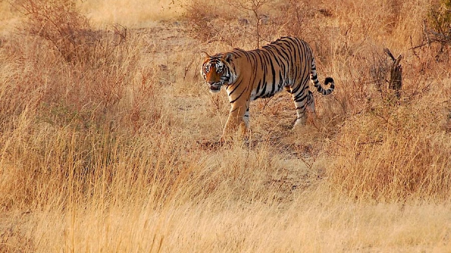Sawai Madhopur: Ranthambore Guided Safari Trip