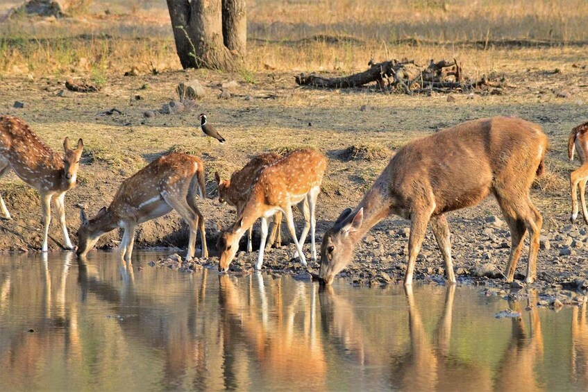 Picture 4 for Activity Sawai Madhopur: Ranthambore Guided Safari Trip