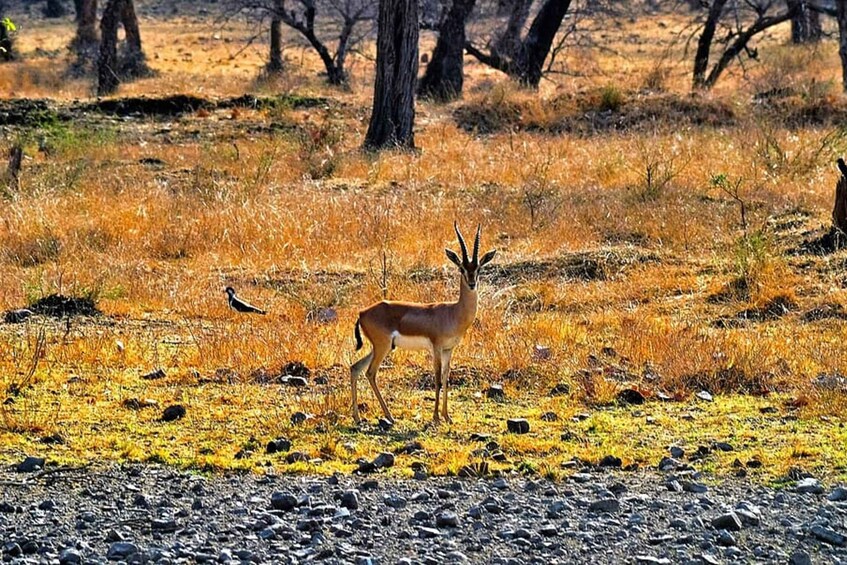 Picture 1 for Activity Sawai Madhopur: Ranthambore Guided Safari Trip