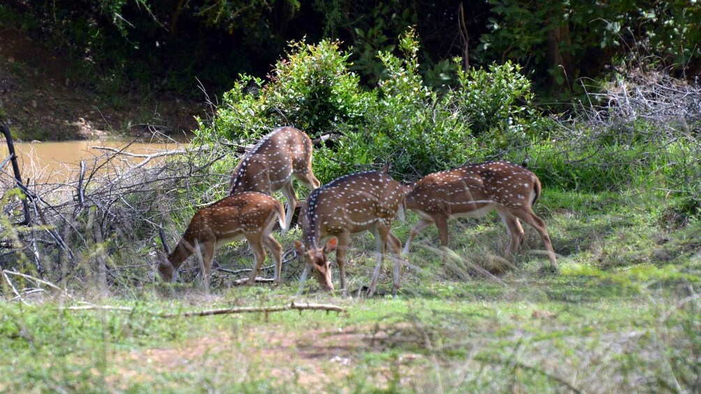 Picture 10 for Activity Wilpattu National Park Safari Tour from Kandy